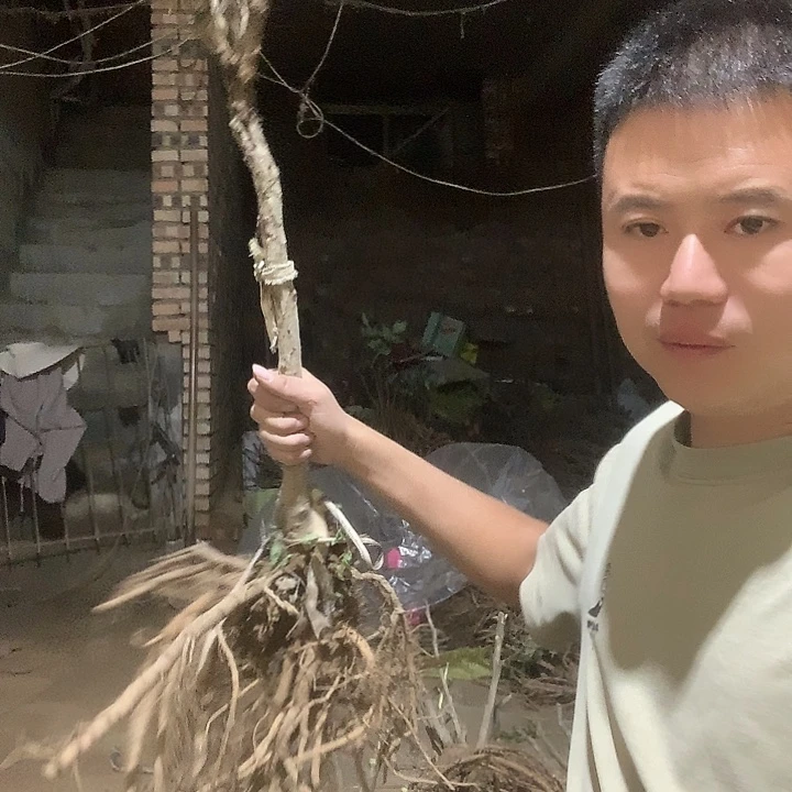 2***8当前无花栽培后可以开花