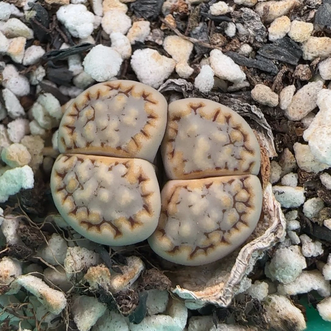 5.30。216饼干。9103