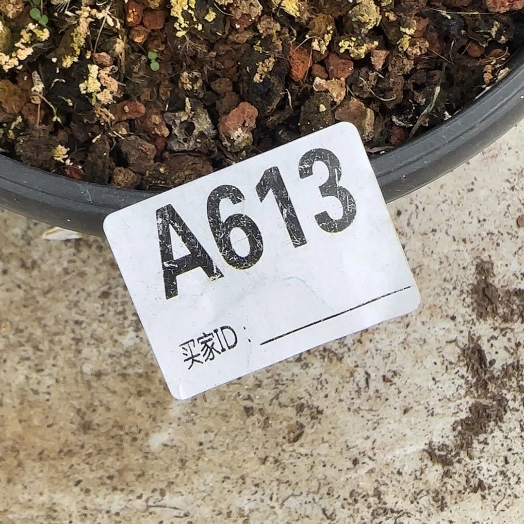 花***遇虞美人缀化A613号