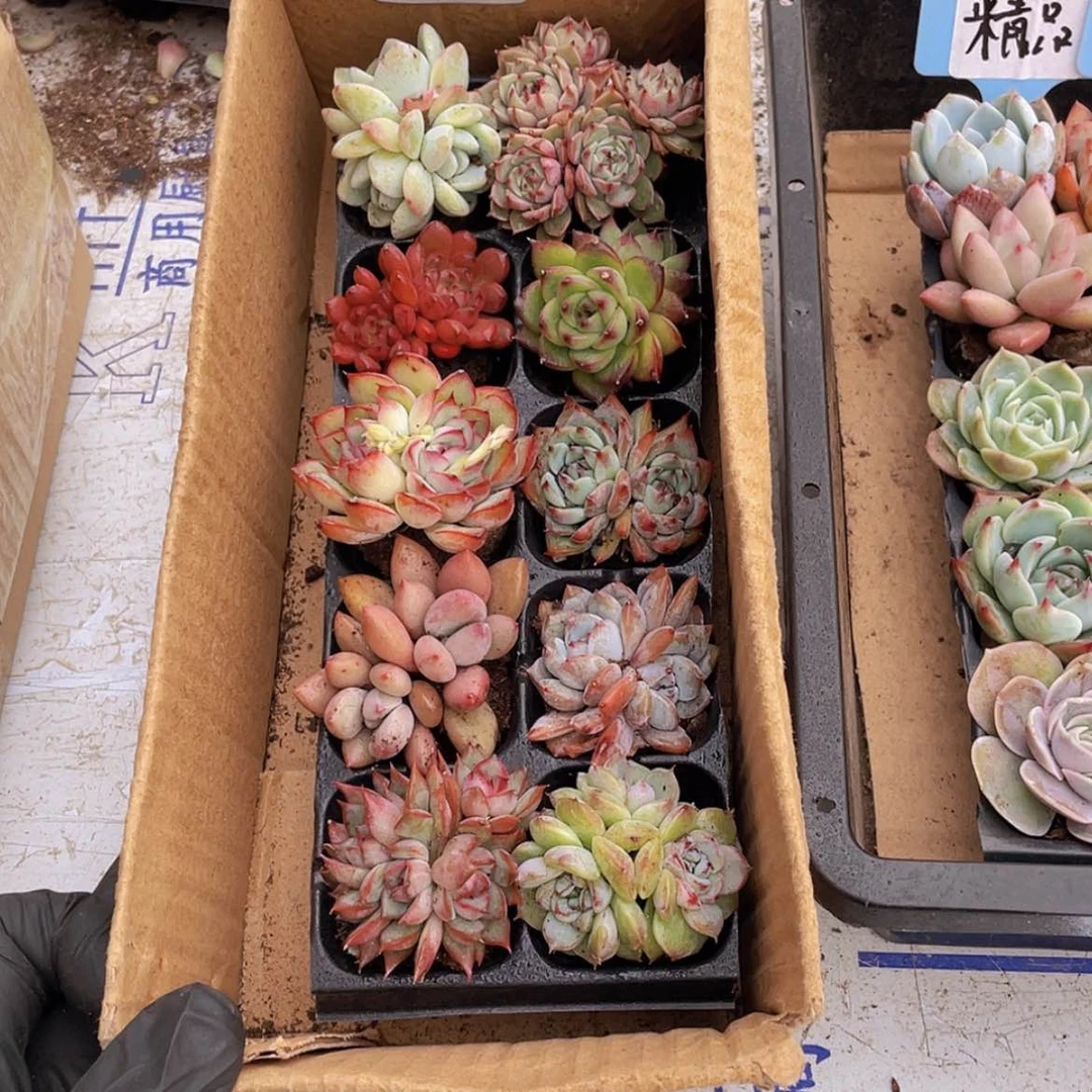 【闪购商品】10颗-5号约4厘米