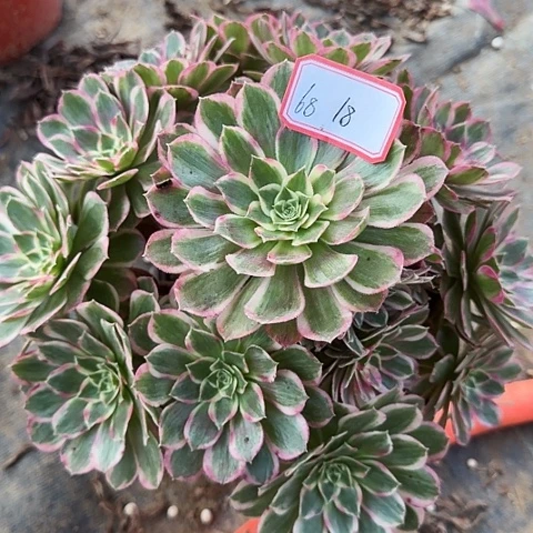 多肉植物孔雀翎68