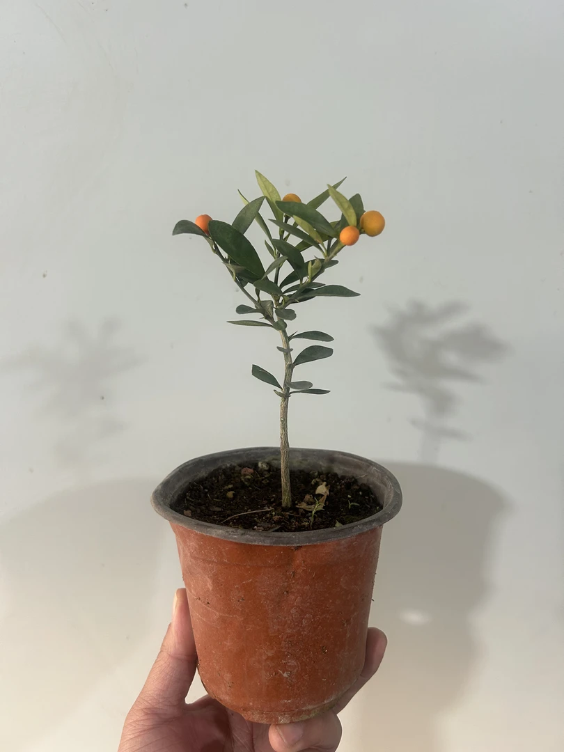 【粉丝福利】小福豆素材小苗