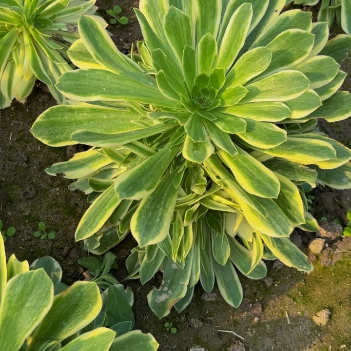 颜宁多肉植物捧花
