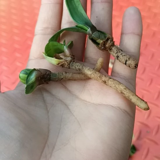 兴*特色花卉君子兰小苗