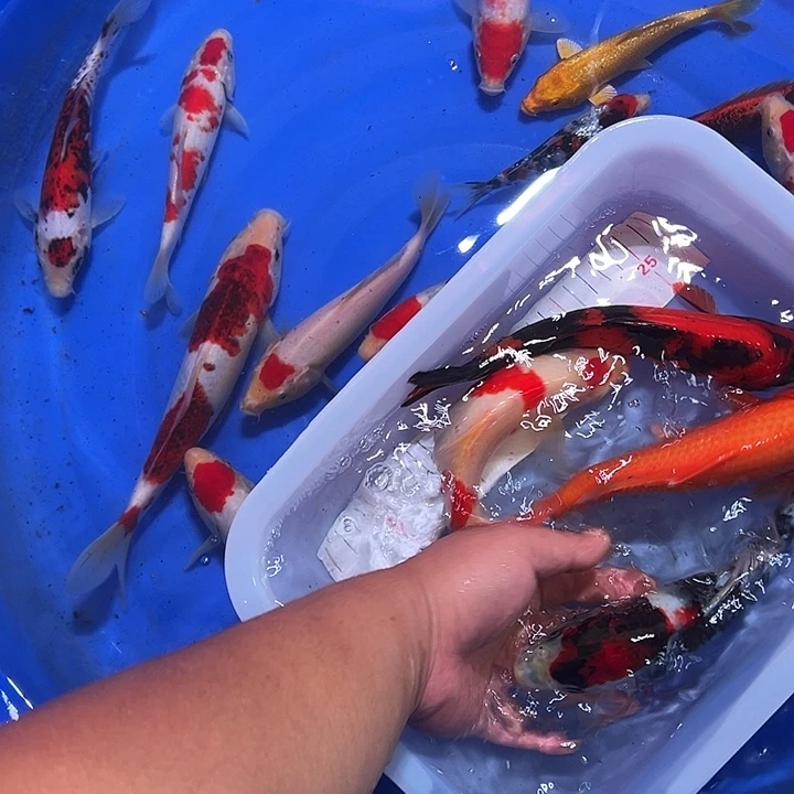 海水鱼锦鲤的尾巴是什么