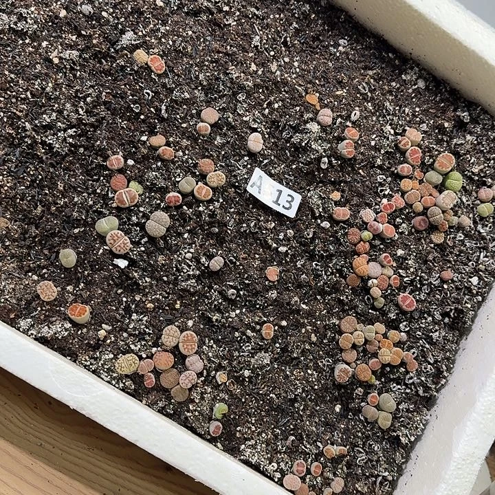 生613石花整筐脱土发货