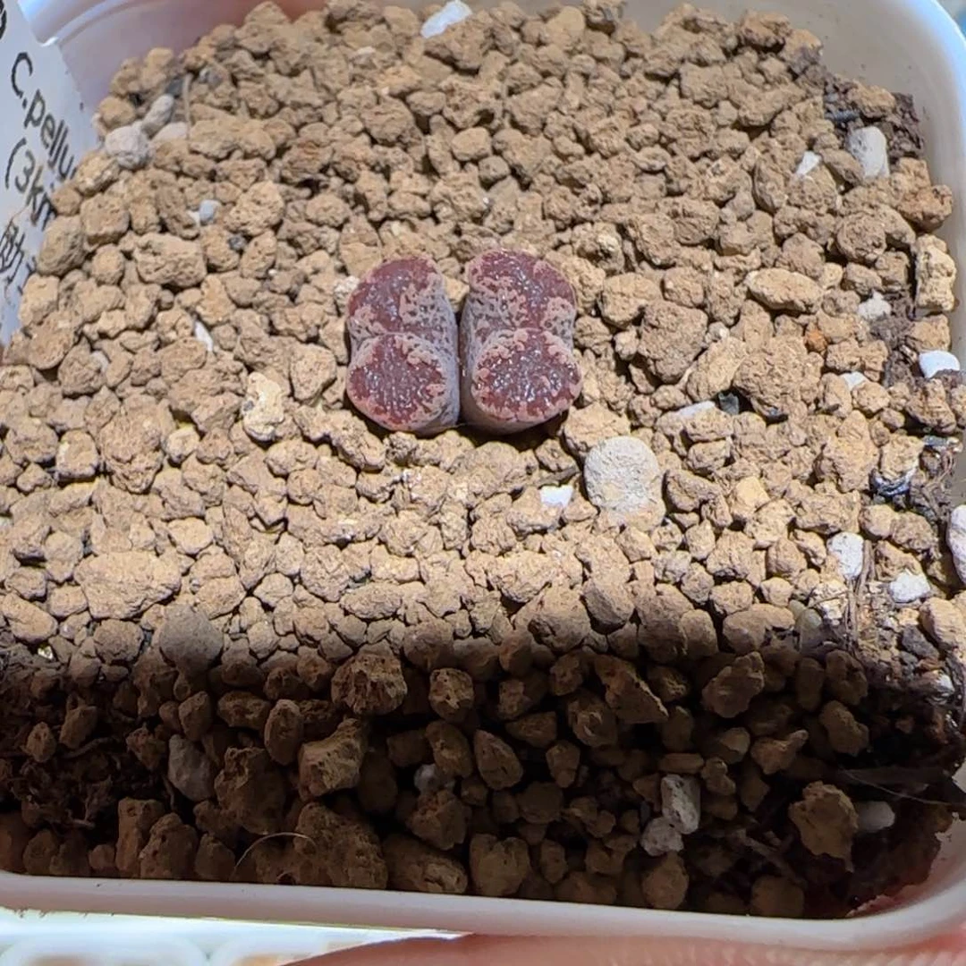 肉锥多肉植物百科-3km勋章895