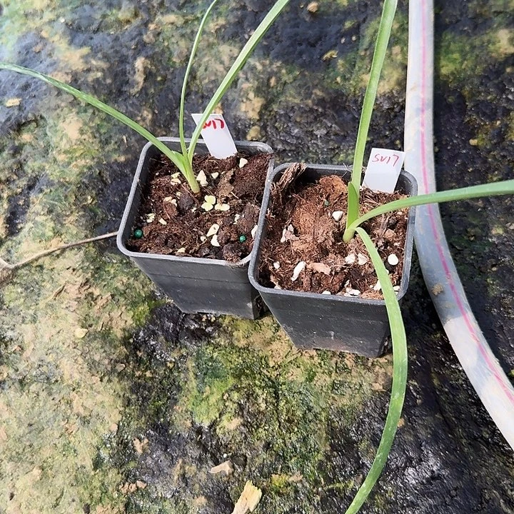 sv17朱顶红一棵  苗子很小