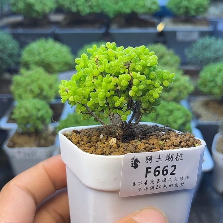 662蜜橘糖球枝干番杏