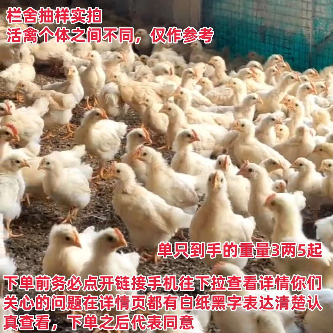 14只装古典鸡（单只到手的重量3.5两起）古典鸡散养鸡长尾宠物鸡