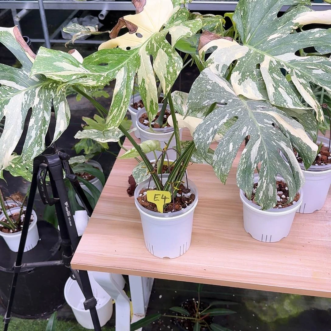 无花朵朋*白雪顶芽E4