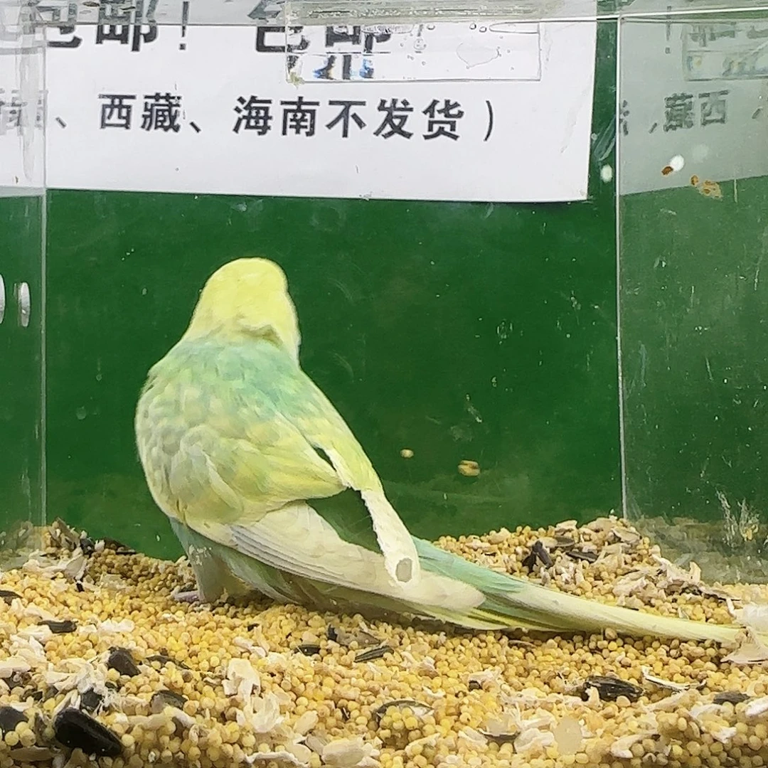 虎皮鹦鹉大头鹦鹉