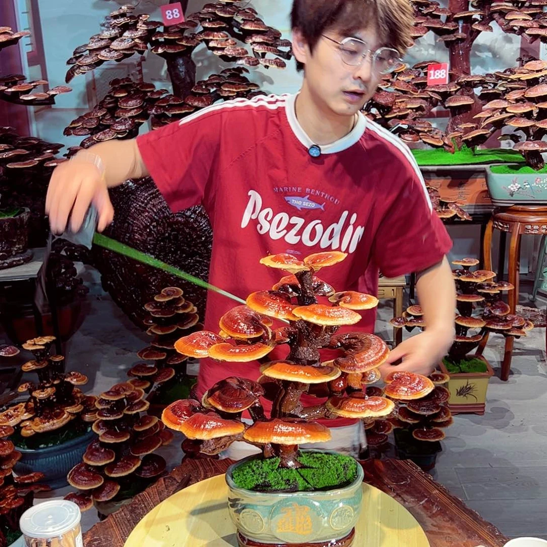 无花朵招财进宝灵芝盆景