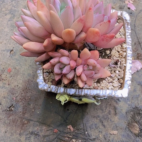 妮桃花源多肉植物群