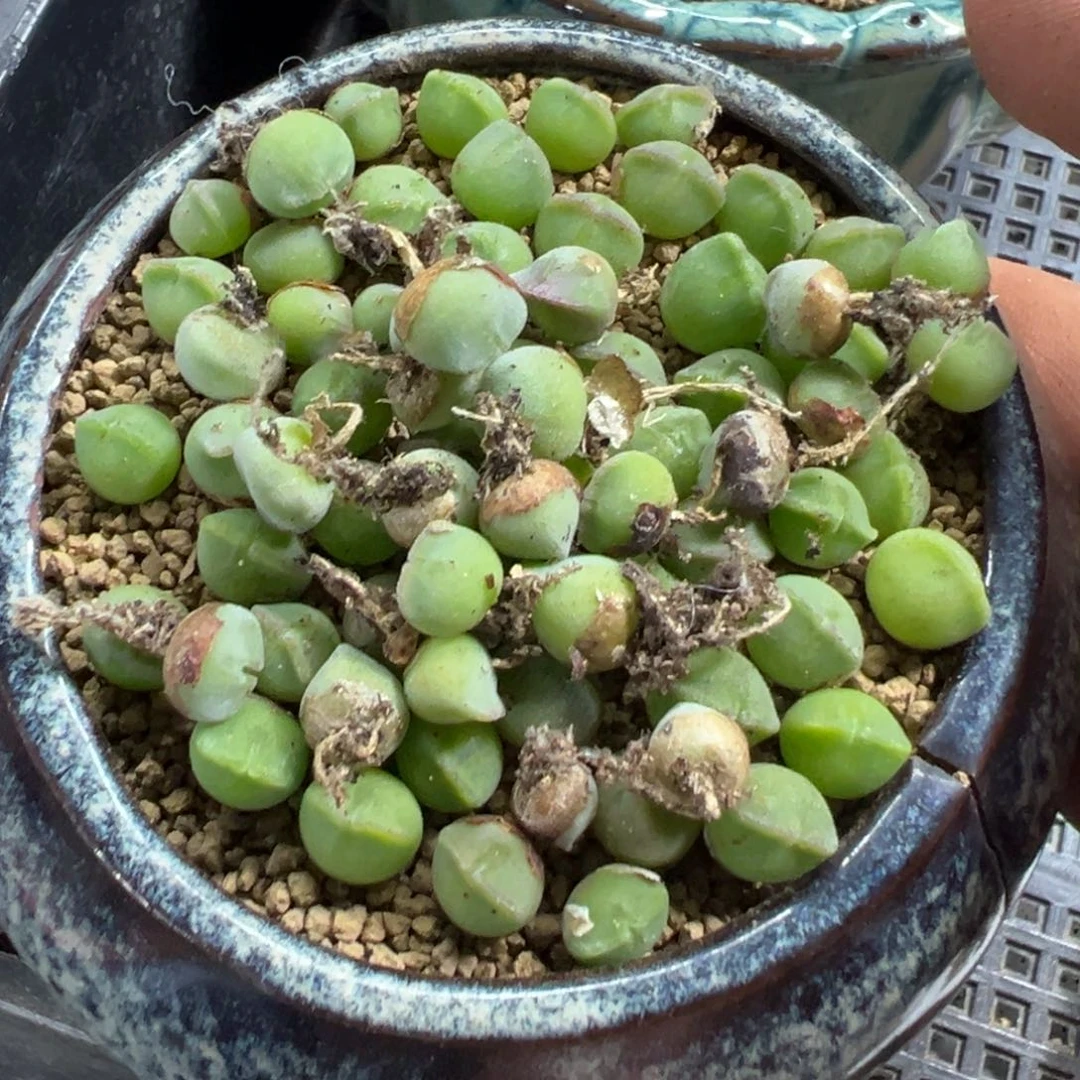 量拍大眼睛空蝉一颗。多肉