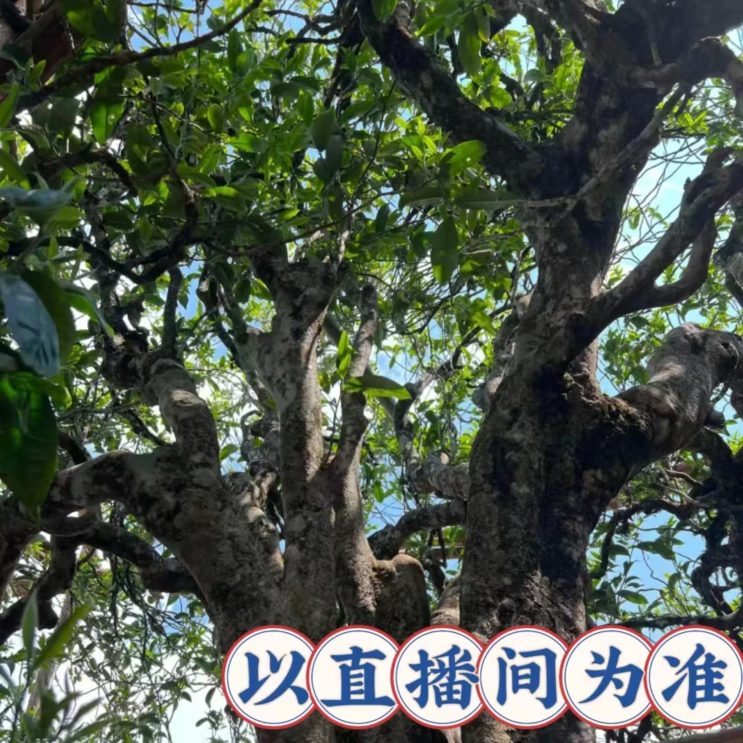 【礼包 10 】普洱茶 通用链接 以直播间主播介绍为准