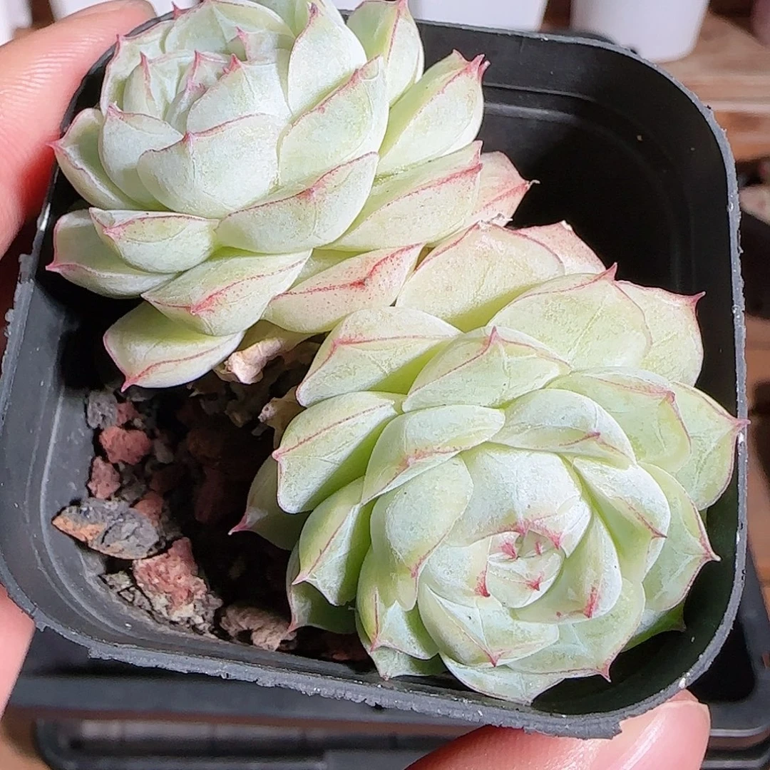 1108----439白底女王玫瑰