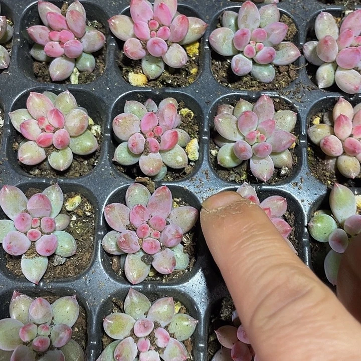 小虞美人2.8带土发