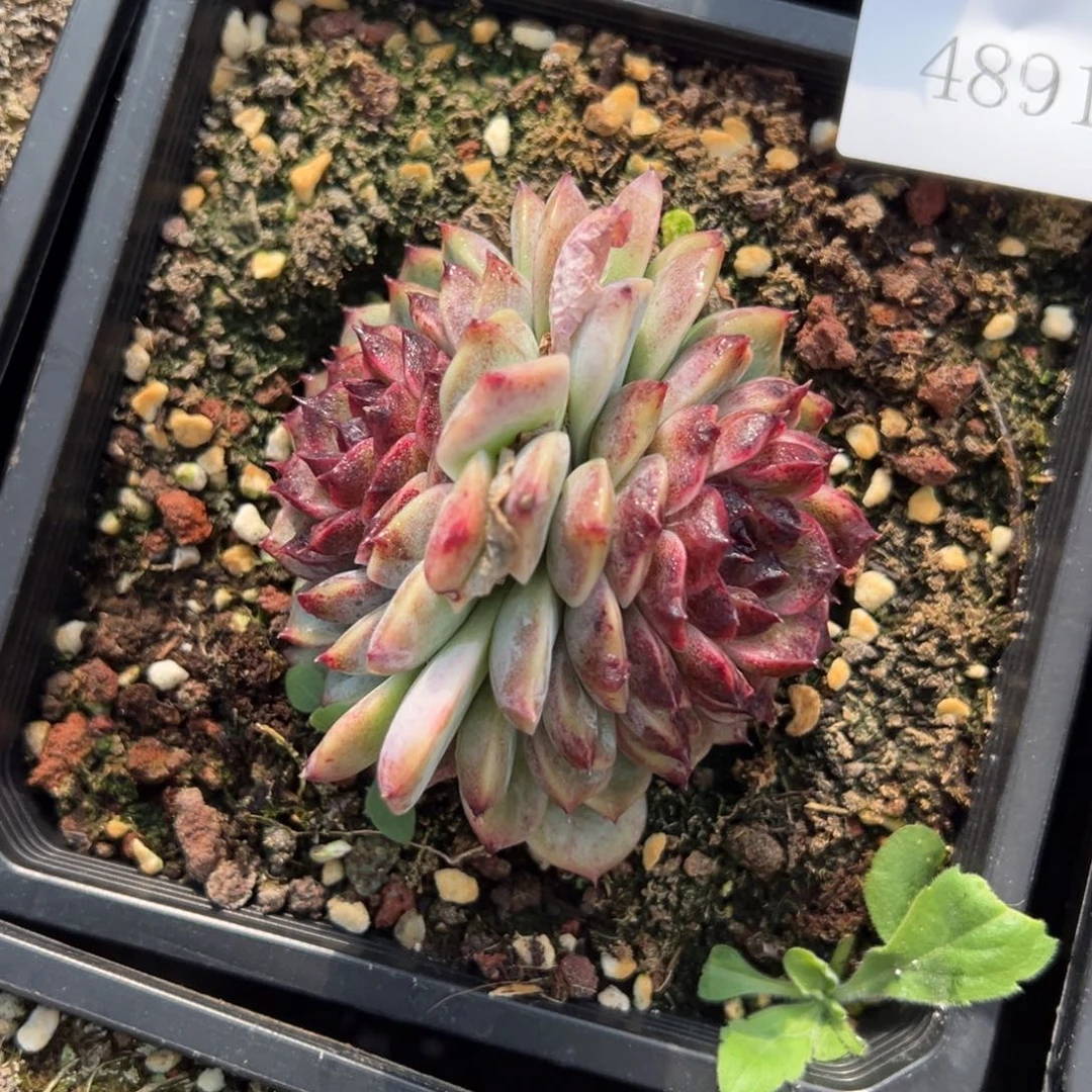 日***?4891肉肉肉肉肉肉肉