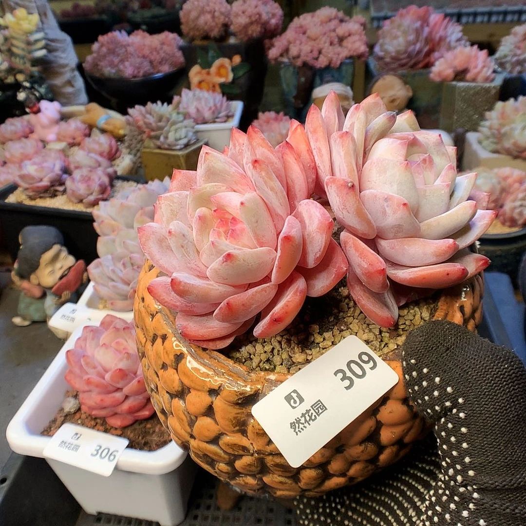 309雪天使多肉植物6666