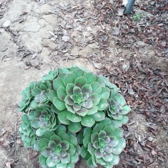 劉****万圣节法师多肉植物12