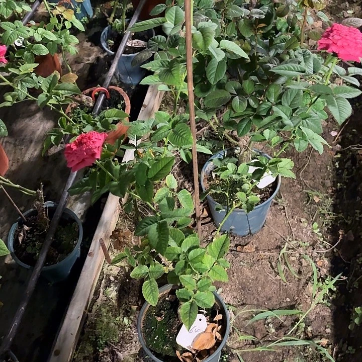 无花朵测64中苗一加