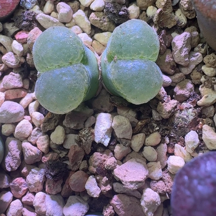 39号双头风铃一物一拍