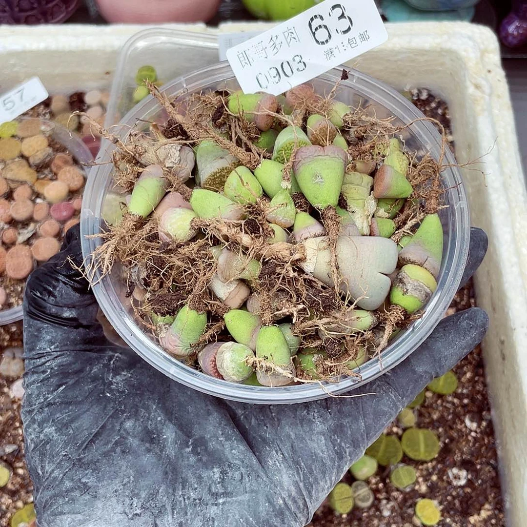 郎和18包邮0903-63