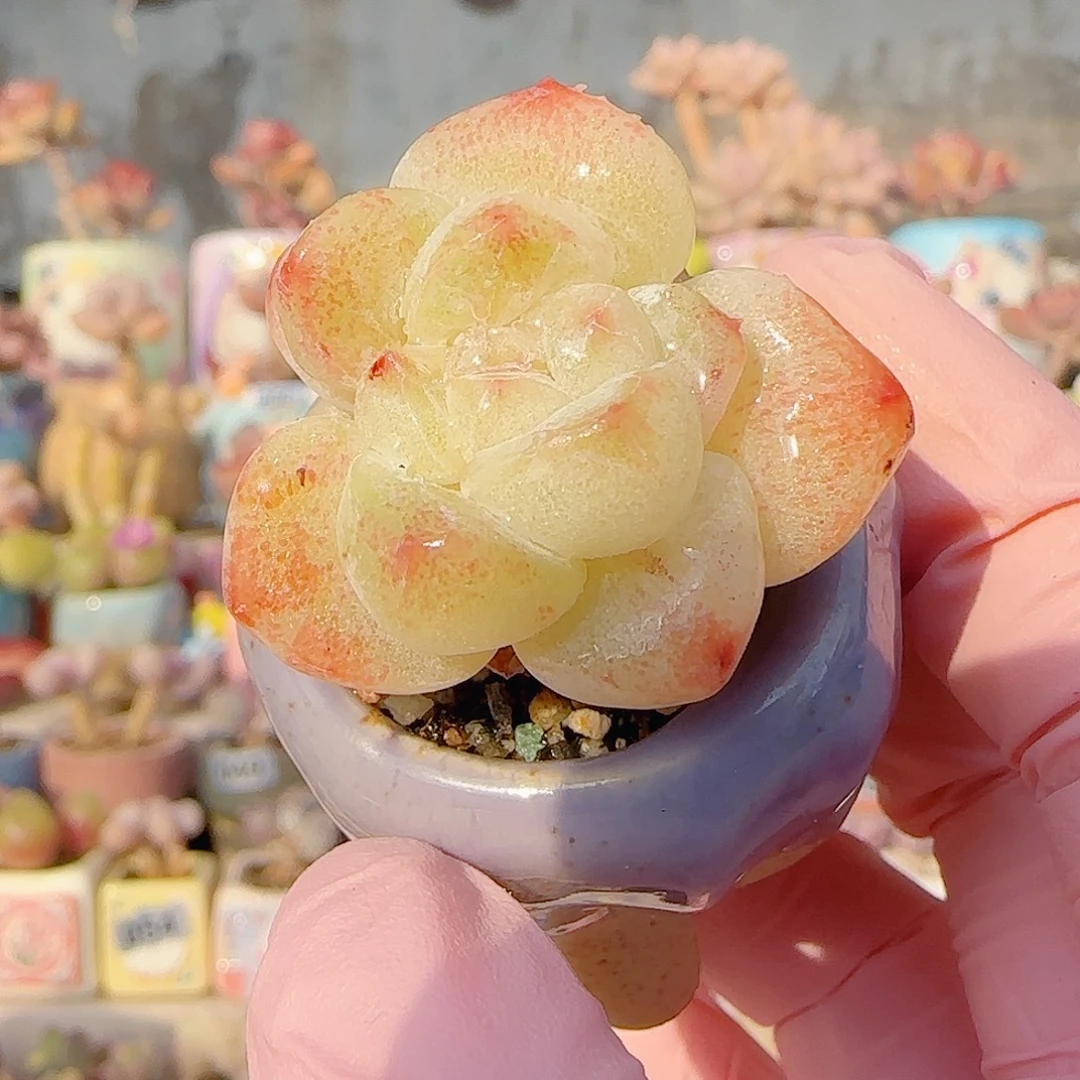 石化冰玉 盆口3cm