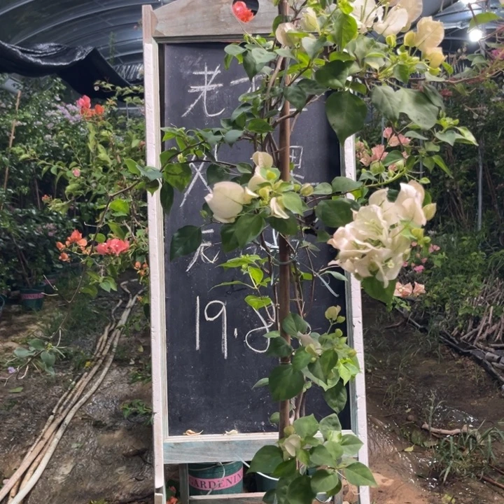 无花朵三角梅三角梅1059