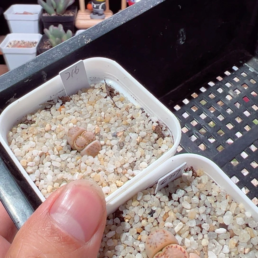 哦***?209-114.我的小猪