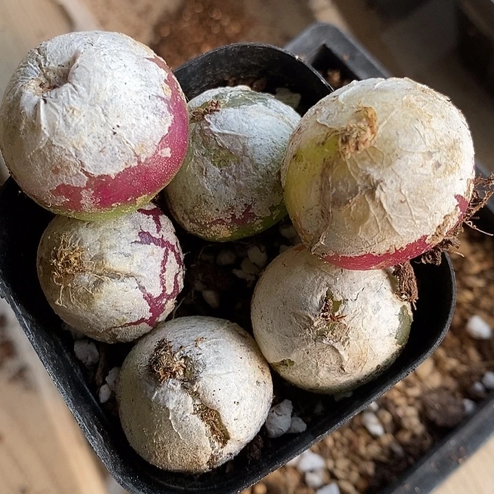 147母本大灯泡有瑕疵一组2.5厘米左右