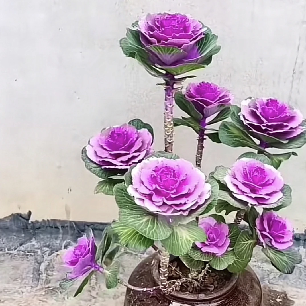 多头甘蓝鲁西露盆栽地栽冬季花卉耐寒植物