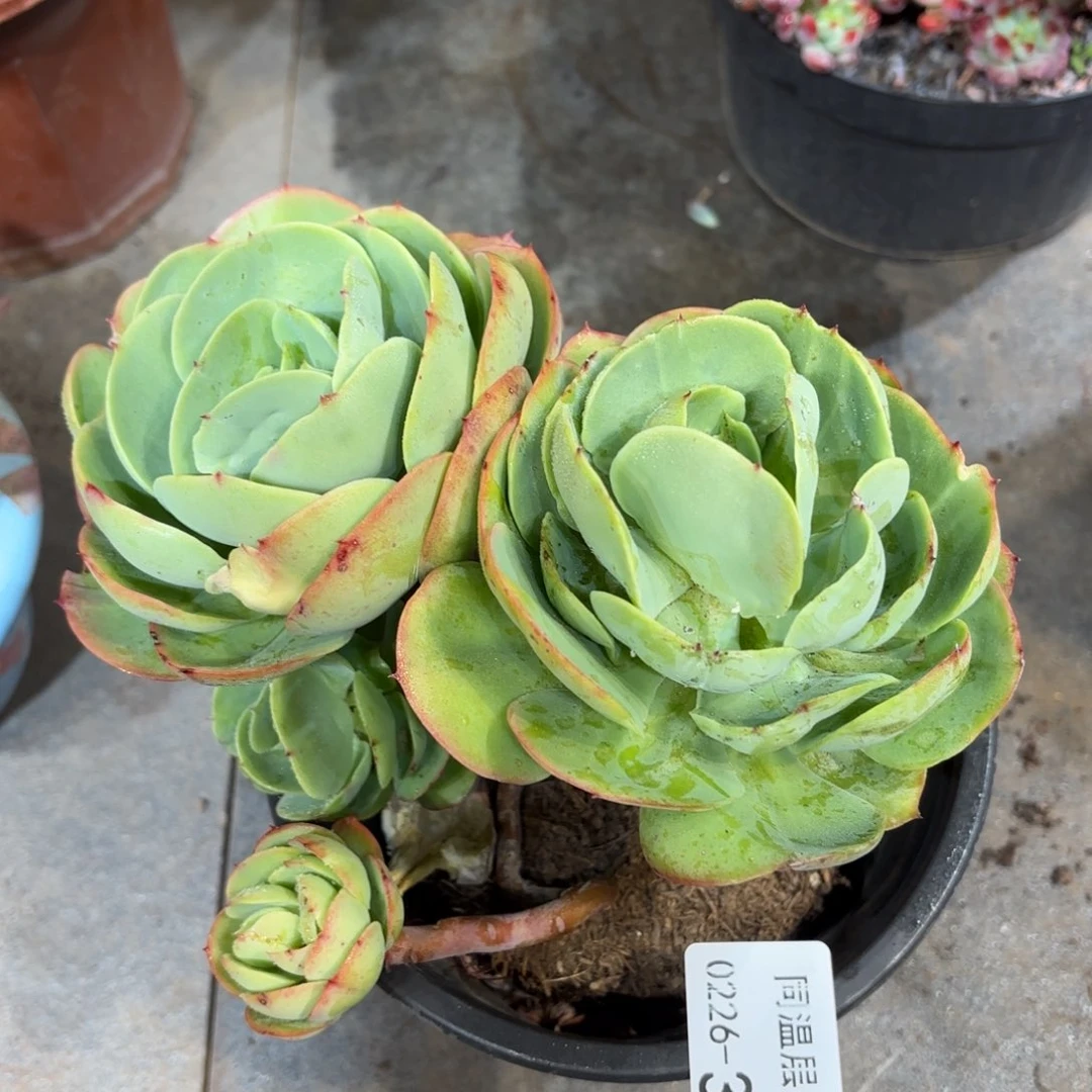 同温层多肉351碧桃