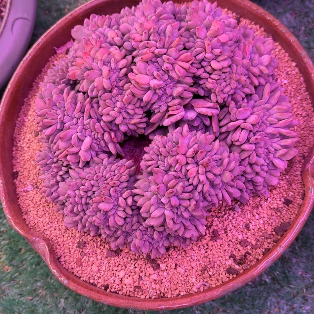 星影缀化无砍多肉25