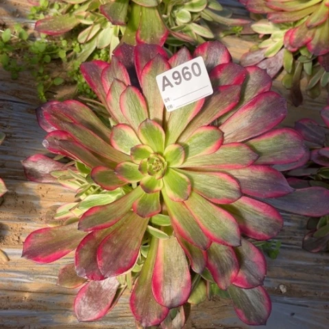 多肉植物烟花捧花
