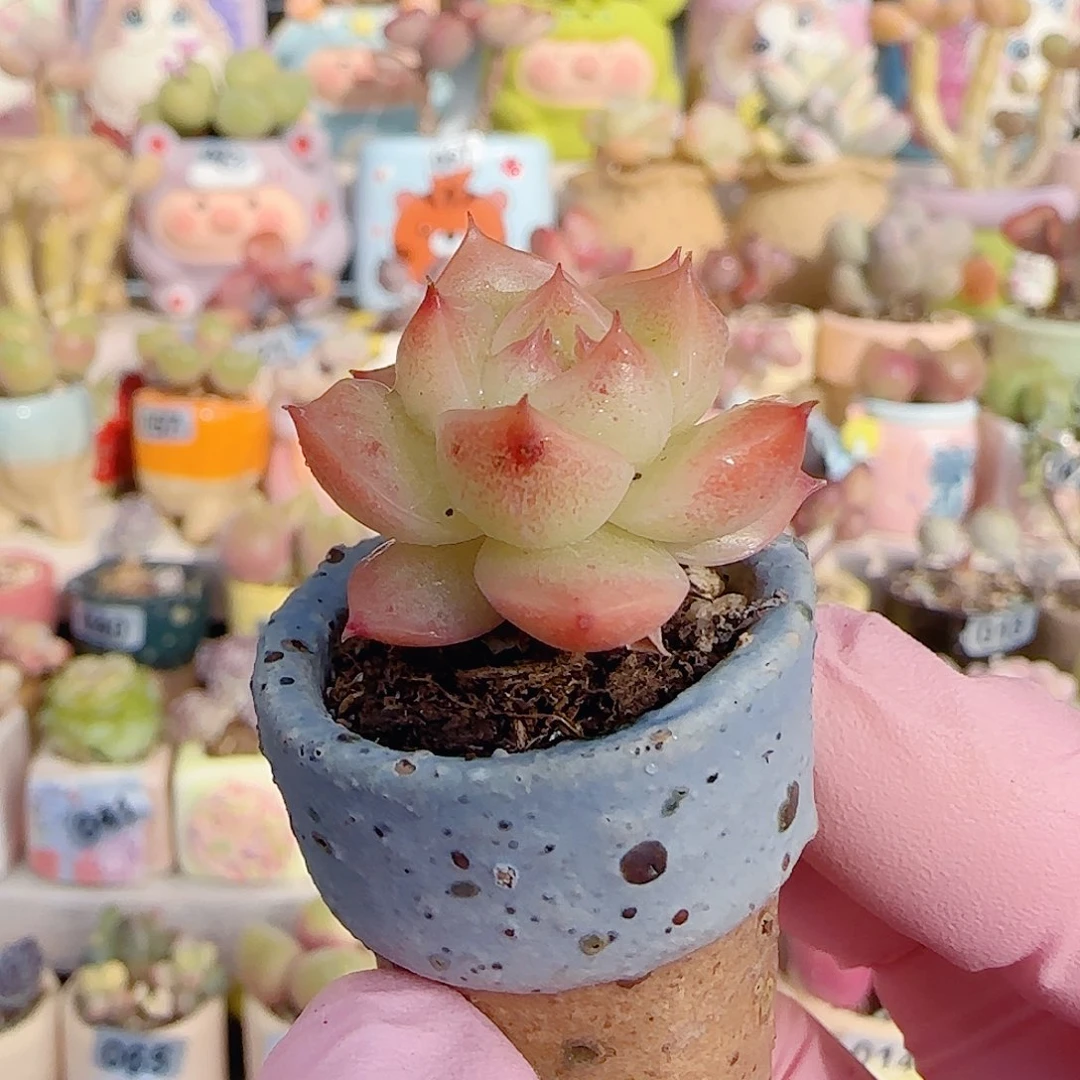 小女王 盆口2.5cm