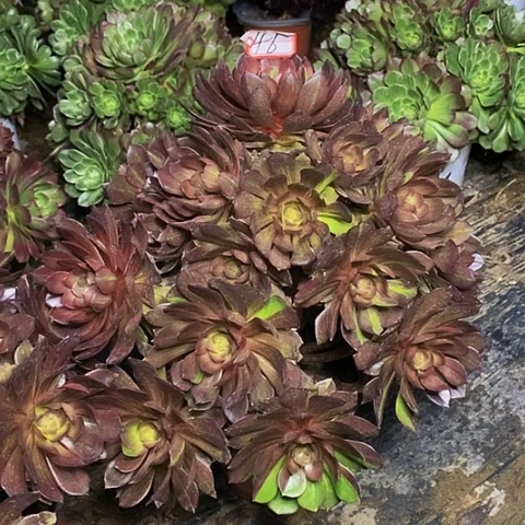 万灰花脸老桩捧花法师46