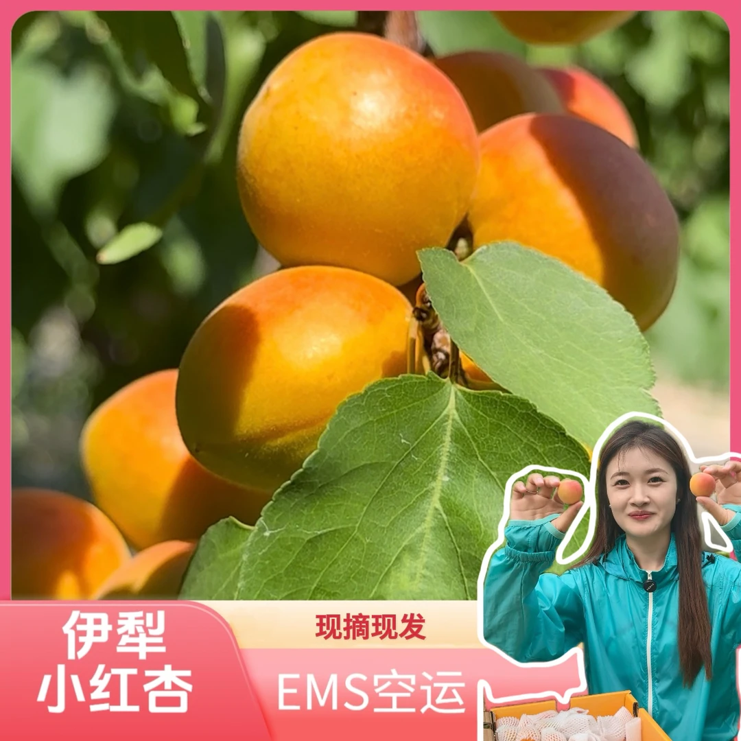 【伊犁邮政】农家自产伊犁小红杏吊干杏特级果一杏两吃