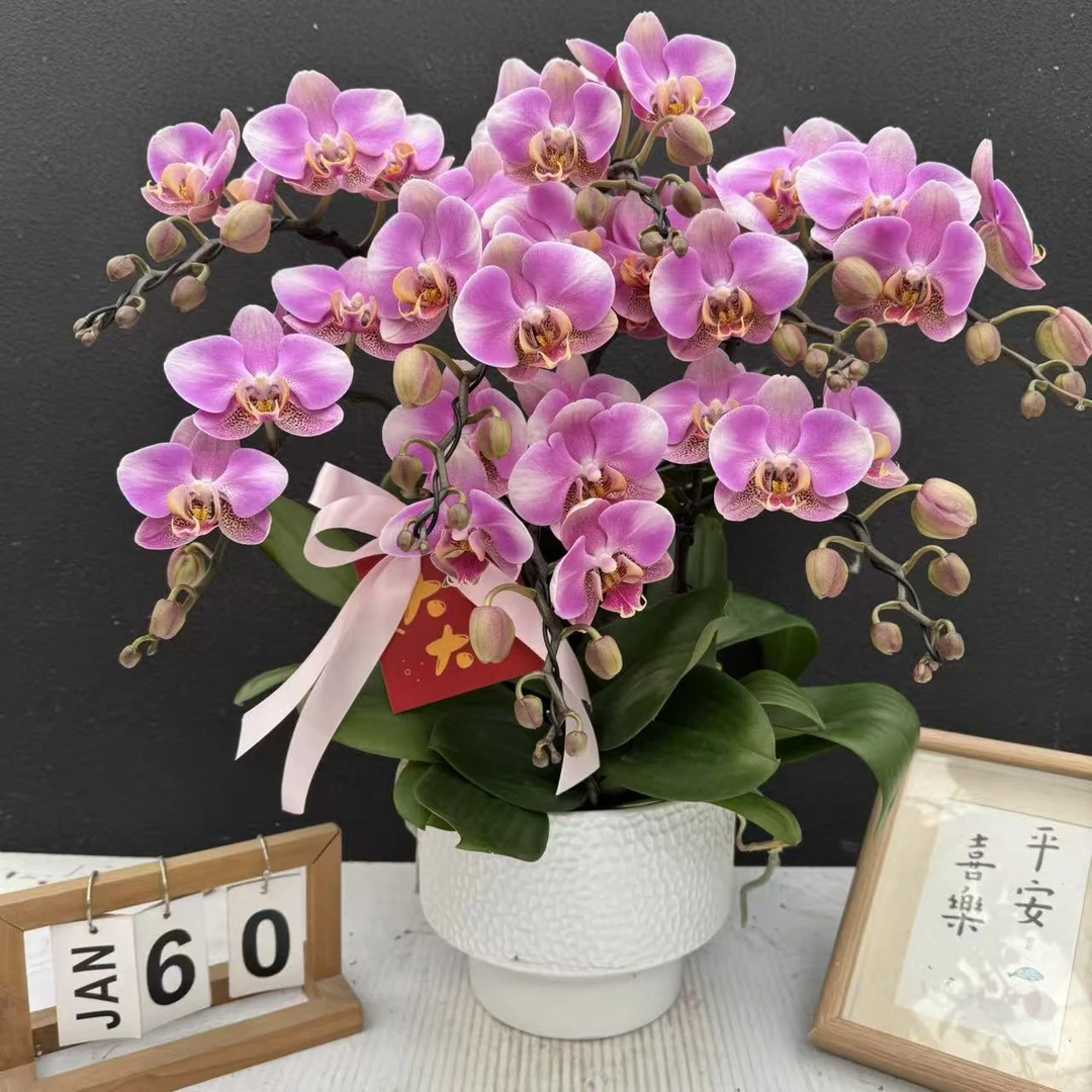 （温莎公主）高货贵货蝴蝶兰精美艺术鲜花组盆花卉