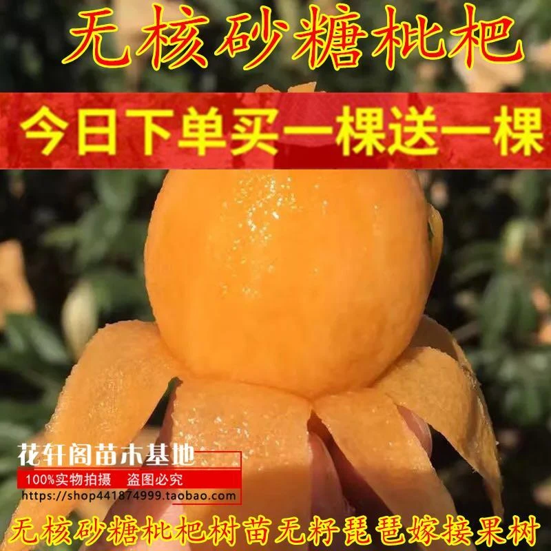 无核砂糖枇杷树苗无籽琵琶嫁接果树苗特大全国适合四季种植耐寒热