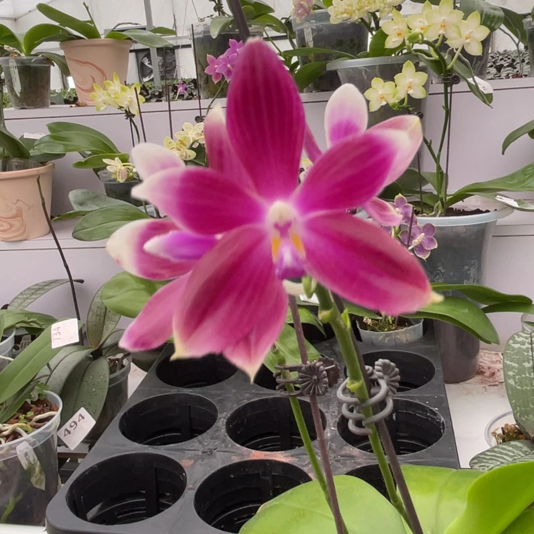 完全开放1903 4寸22J2 叶瑕疵一物一拍