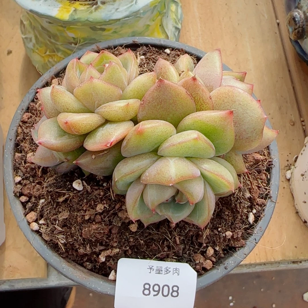 韩国珍妮群，8908多肉植物