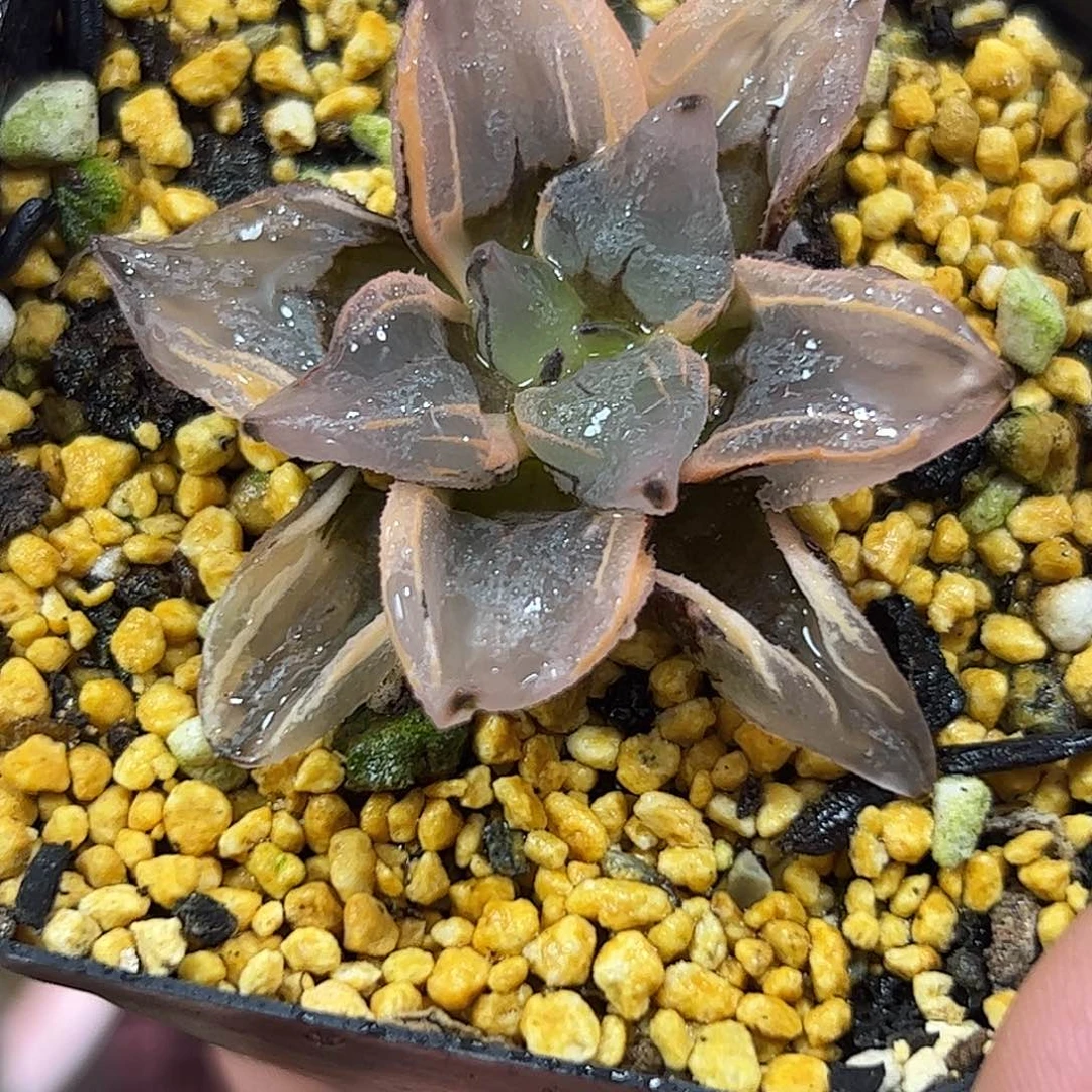 西瓜皮锦十二卷多肉