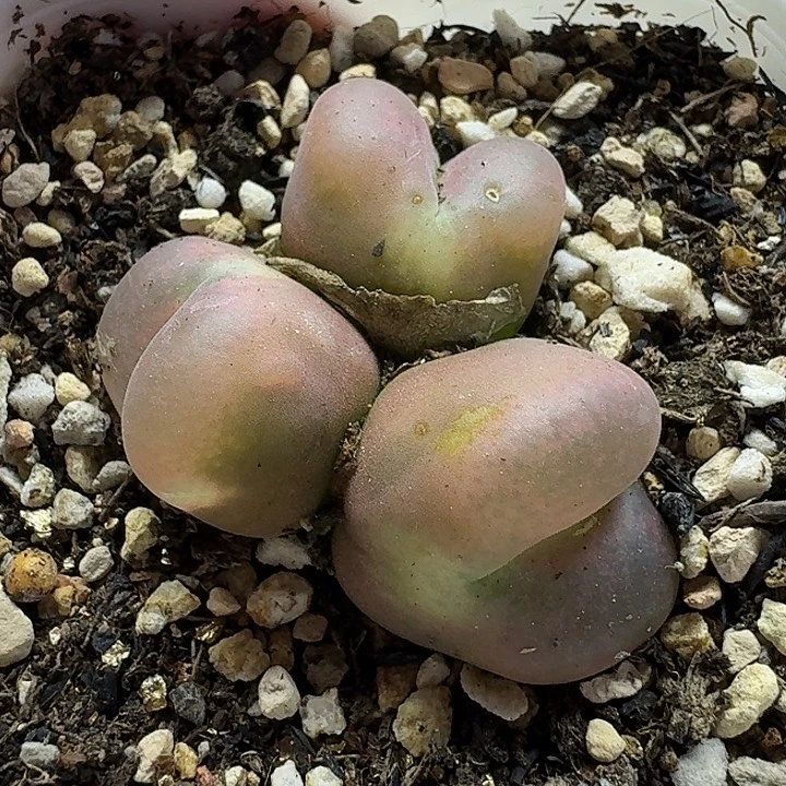 老马生石花三头毛1711