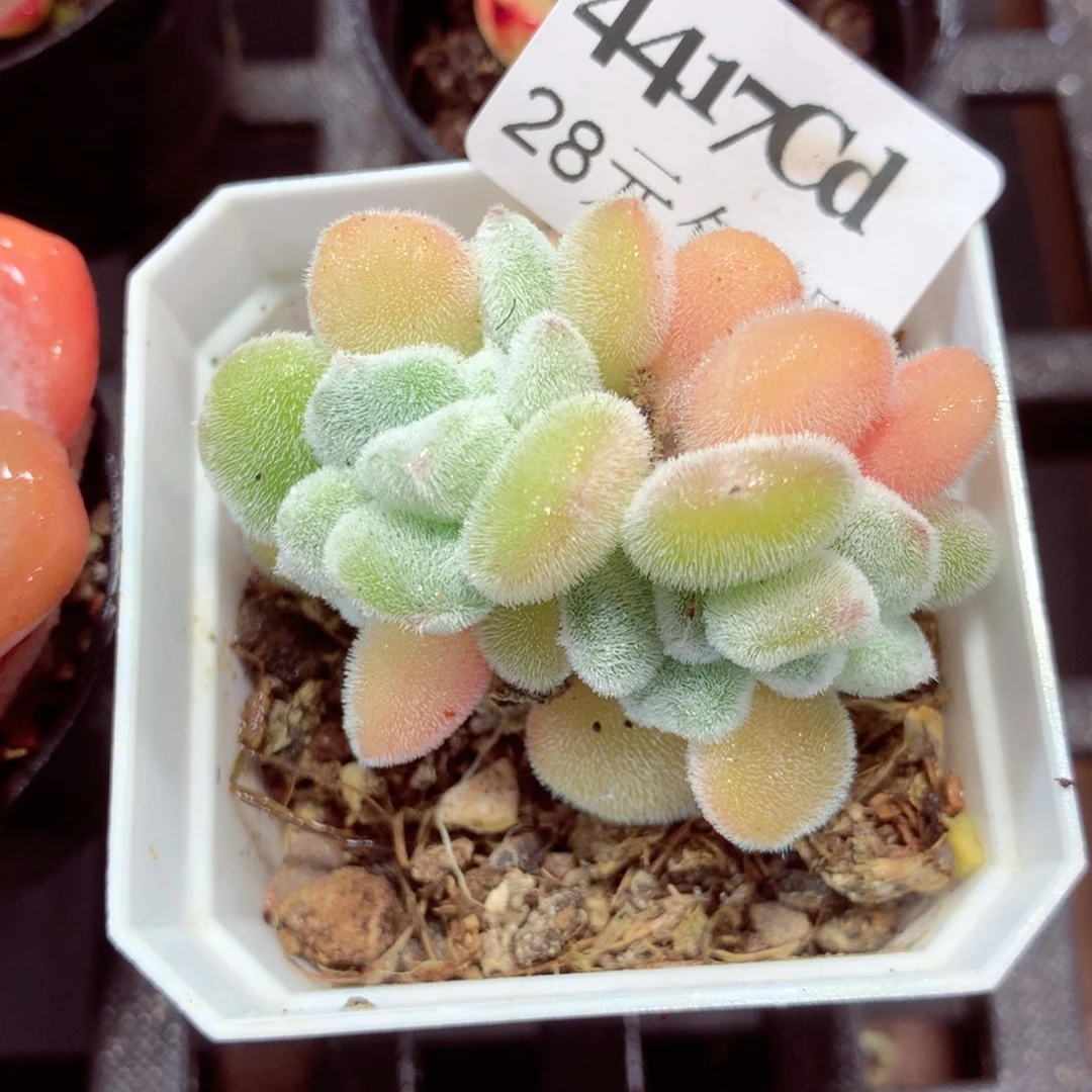 5厘米盆精控多肉4417