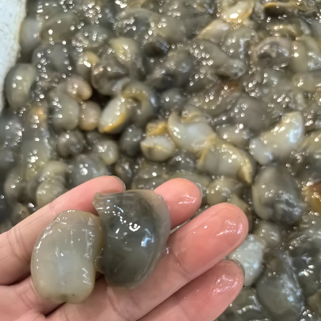 舟山宁波龙山桃花黄泥螺大籽泥螺