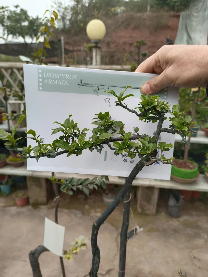 金弹子盆景造型技艺金弹子技术