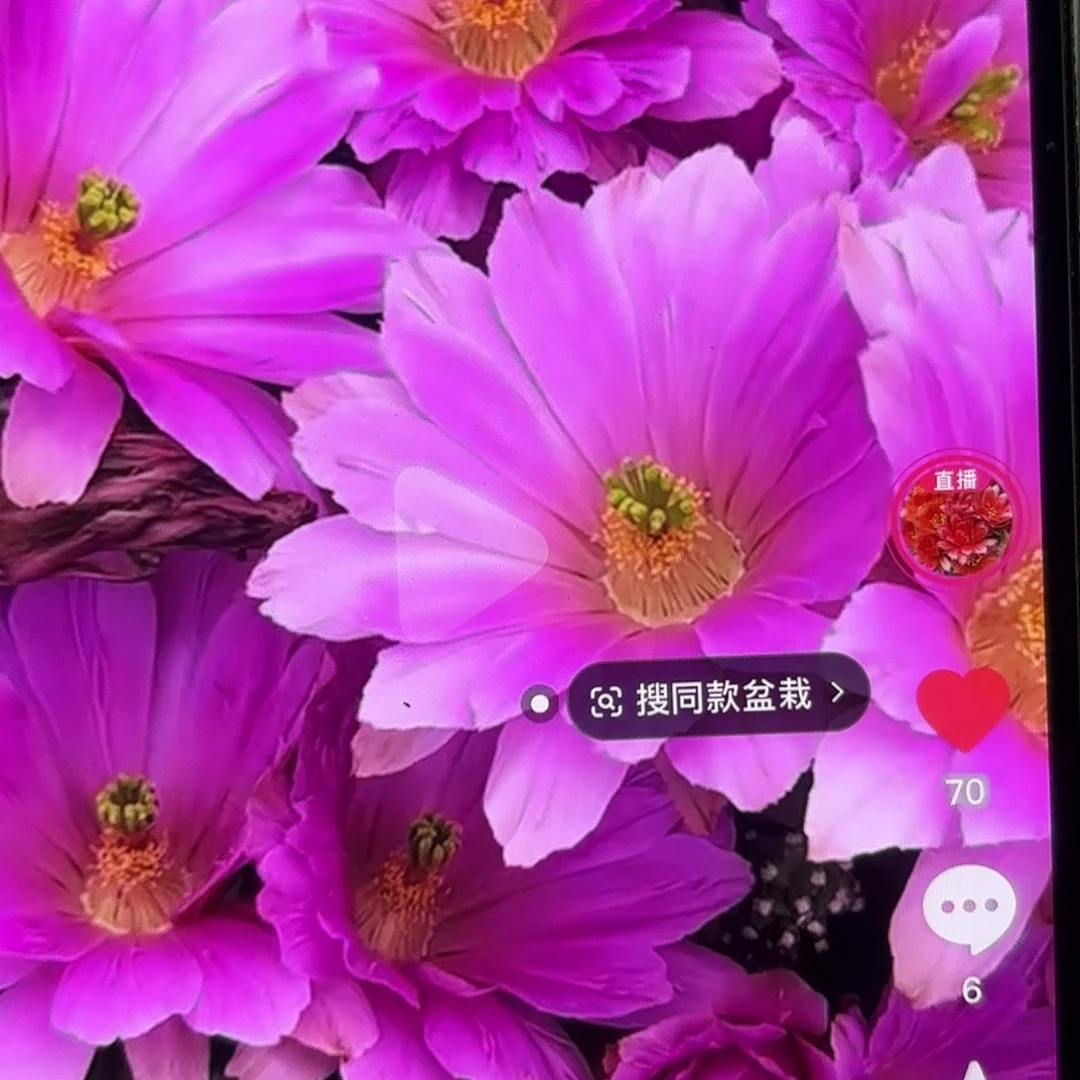 5颗水仙晴朗侧牙20包邮仙人球8