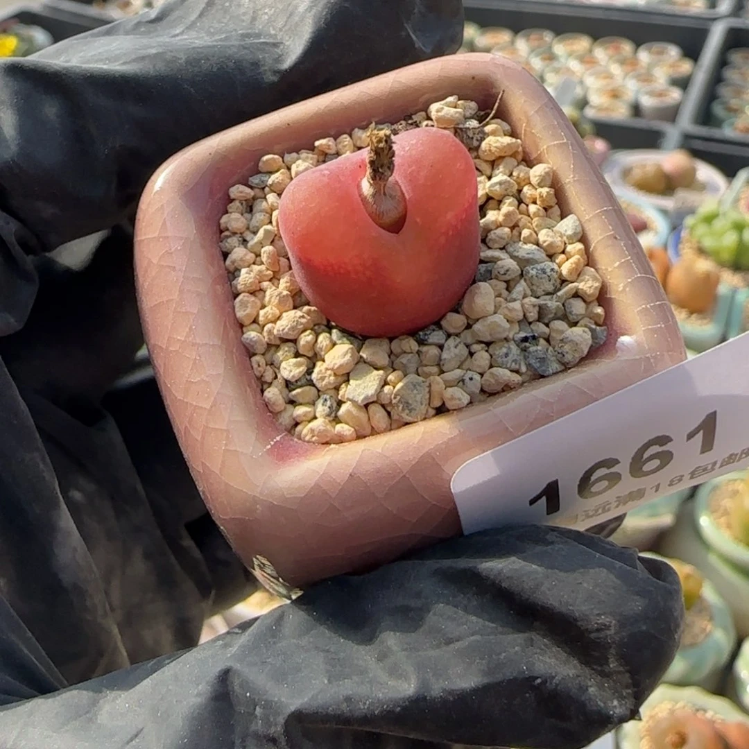 1661--一物一拍 带盆